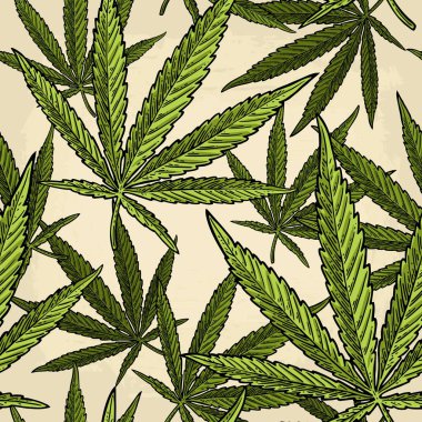 Marihuana yaprağıyla kusursuz desen. Klasik siyah vektör gravür çizimi