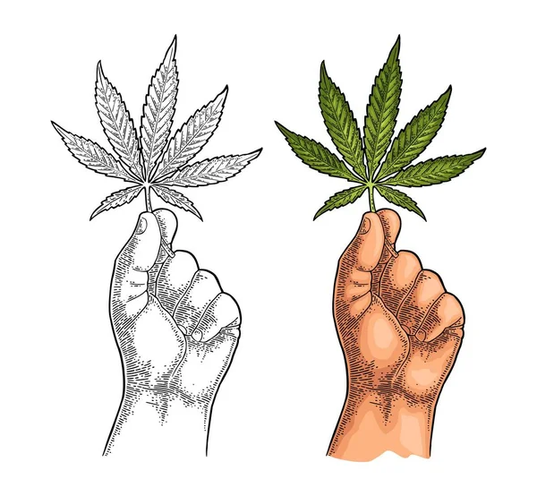 Male hand holding marijuana leaf. Engraving vintage color vector illustration. — Stock Vector