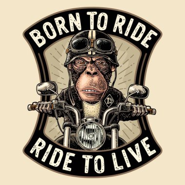 Monkey driving a motorcycle rides. Vector vintage engraving clipart