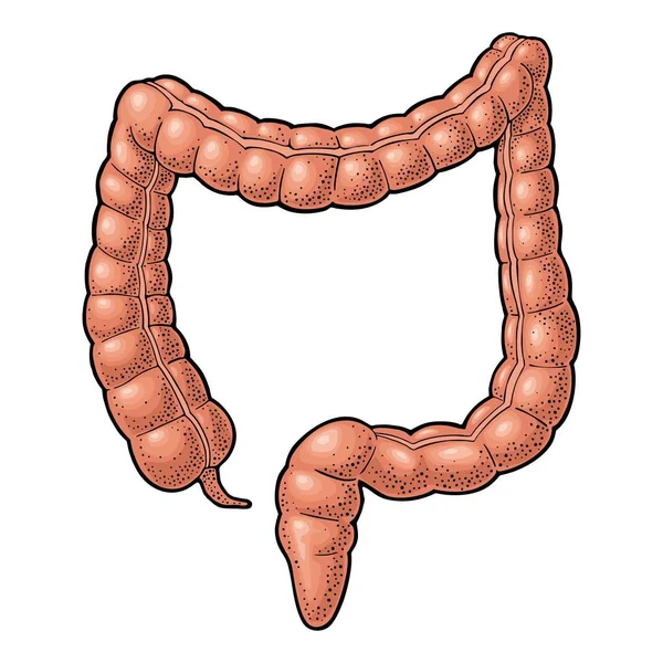 Anatomía humana intestino grueso. Vector negro grabado vintage ilustración — Vector de stock