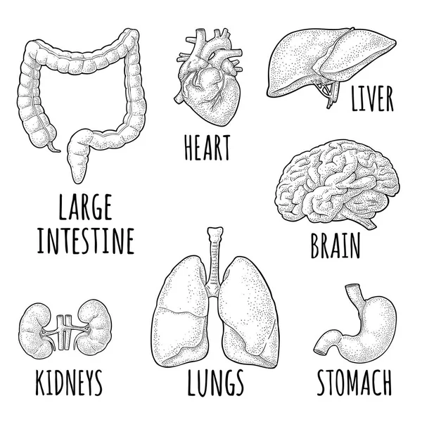 Órgãos de anatomia humana. Cérebro, rim, coração, fígado, estômago. Gravura vetorial —  Vetores de Stock