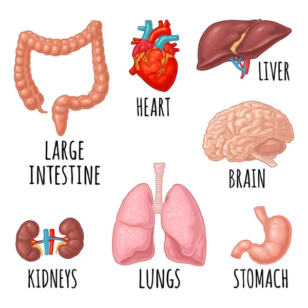 Órganos de anatomía humana. Cerebro, riñón, corazón, hígado, estómago. Grabado vectorial — Vector de stock