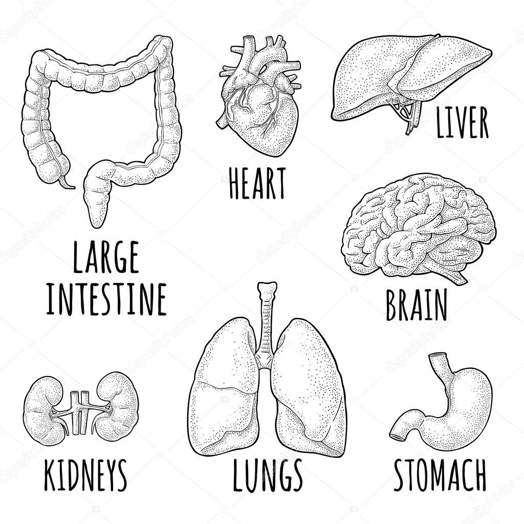 Human anatomy organs. Brain, kidney, heart, liver, stomach. Vector engraving