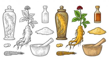 Panax ginseng kök ve yaprakları. Vektör oyma siyah çizim