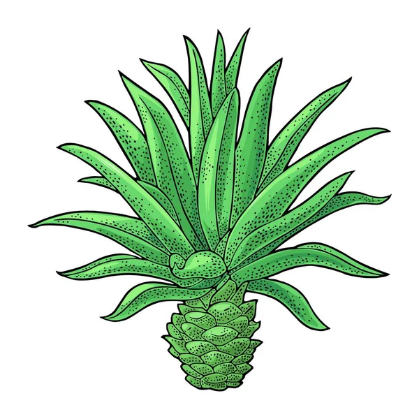 Kaktus niebieski agawy. Vintage wektor kolor Grawerowanie ilustracji dla etykiety, plakat — Wektor stockowy