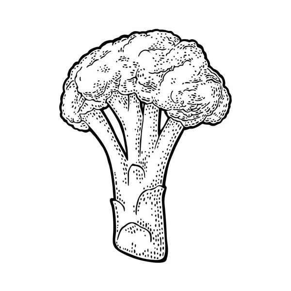 Броколі. Векторна гравюра вінтажна чорна ілюстрація. Ізольовані на білому — стоковий вектор