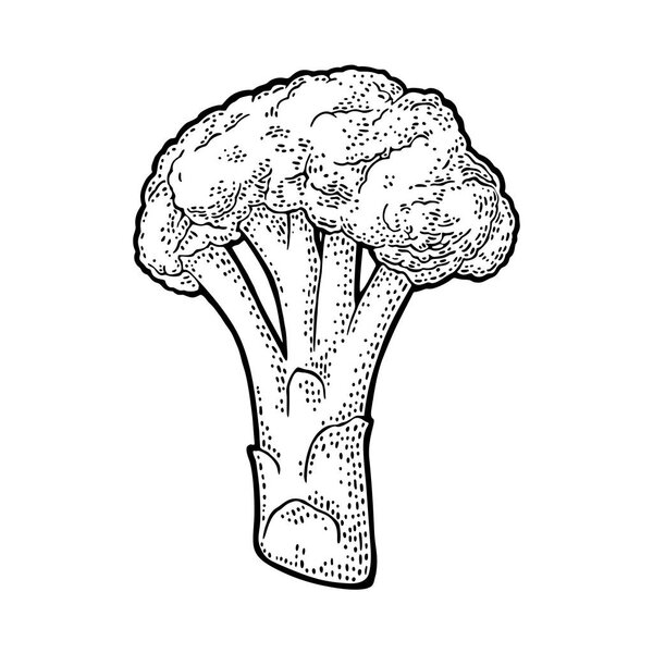 Broccoli. Vector engraving vintage black illustration. Isolated on white