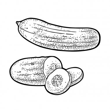 Taze yeşil salatalık - bütün, yarım, dilimler. Vektör vintage gravür