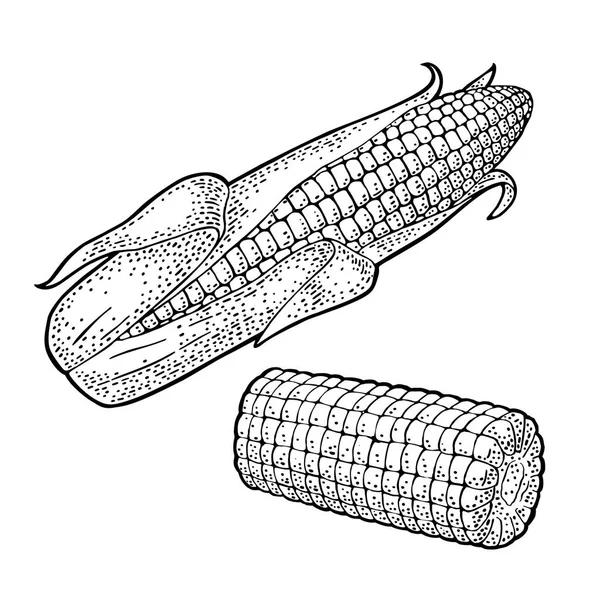 Mazorca de maíz madura con y sin hojas. Grabado vectorial vintage — Vector de stock