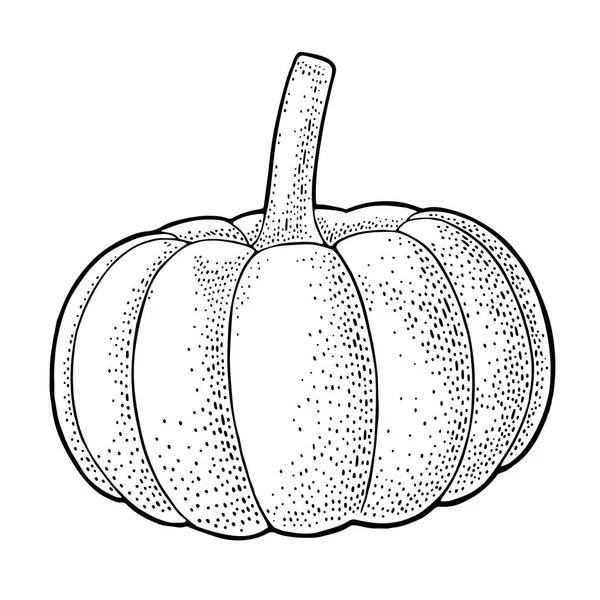 Calabaza. Ilustración de grabado vectorial vintage. Aislado sobre blanco — Archivo Imágenes Vectoriales