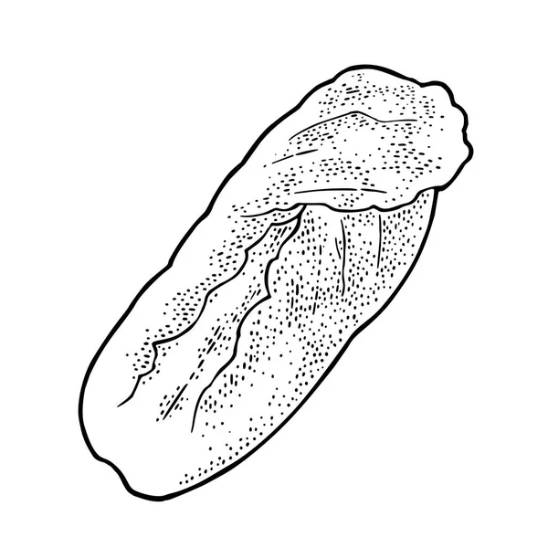 Tête fraîche de chou napa. Gravure vintage vectorielle noire — Image vectorielle
