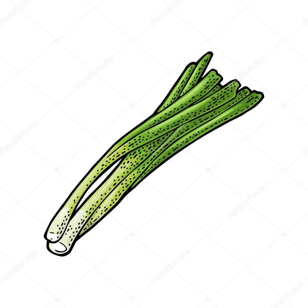 Bunch of fresh stalks onion. Vector color vintage engraving