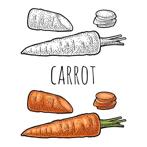 Zanahorias enteras, mitad y rebanadas. Color vectorial grabado vintage — Vector de stock