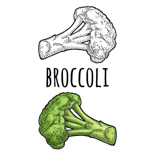 Broccoli. Vector engraving vintage color illustration. Isolated on white — Stock Vector