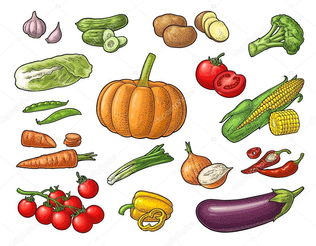 Set vegetables. Vector black vintage engraving illustration