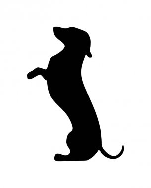 Dachshund arka ayakları simgesi üzerinde duruyor. Vektör siyah düz illüstrasyon