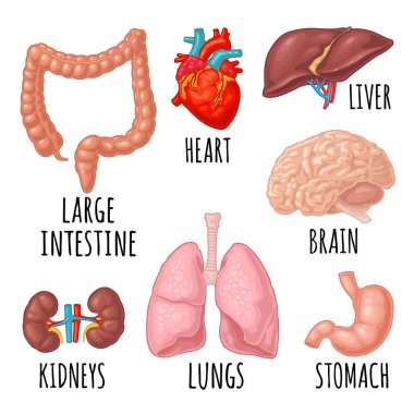 İnsan anatomisi organları. Beyin, böbrek, kalp, karaciğer, mide. Vektör oyma