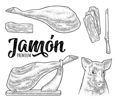 Domuz kafası ve jamon. Vektör siyah vintage gravür
