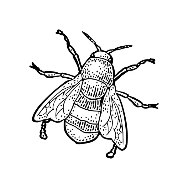 꿀벌이 기어다니는. 흰색 배경에 격리된 벡터 그림입니다. 꿀벌. — 스톡 벡터