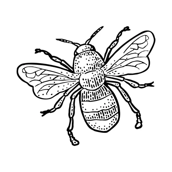 मधुमक्खी उड़ती है। सफेद पृष्ठभूमि पर अलग वेक्टर चित्र। शहद मधुमक्खी . — स्टॉक वेक्टर
