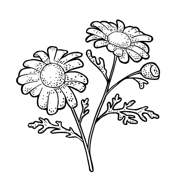 Flor de manzanilla con hoja. Grabado negro ilustración vintage sobre fondo blanco — Vector de stock