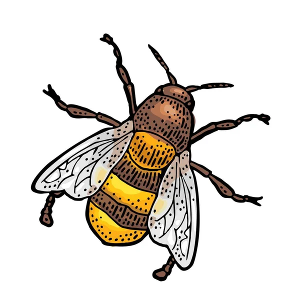 Bee krypande. Isolerad vektor illustration på vit bakgrund. — Stock vektor