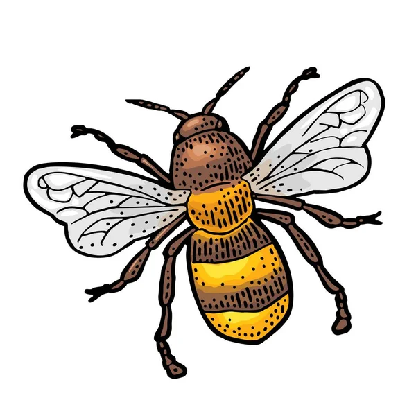 꿀벌 비행. 흰색 배경의 격리 벡터 그림. — 스톡 벡터