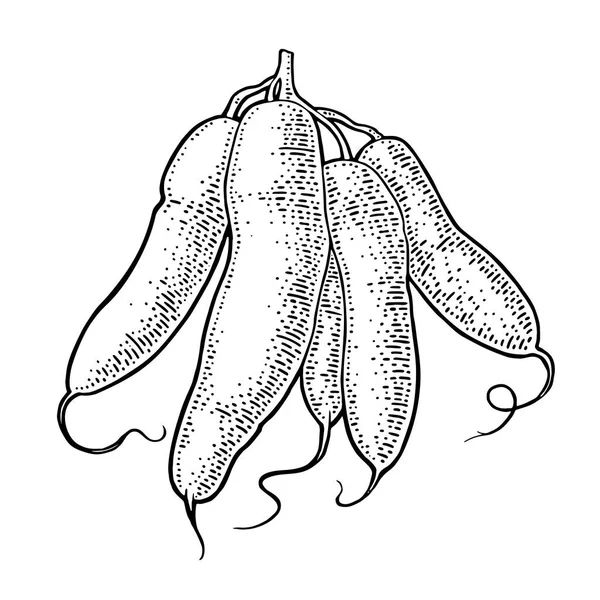 Cassava manioc tubers. Vector black vintage engraving isolated on white — Stock Vector