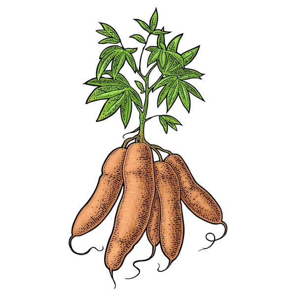 Manioc manioc plantes avec des feuilles et des tubercules. Gravure vectorielle vintage — Image vectorielle