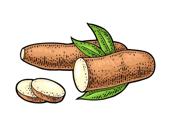 Cassava manioc tubers with slices. Vector color vintage engraving — Stock Illustration Cassava manioc tubers with slices. Vector color vintage engraving Vector Graphics