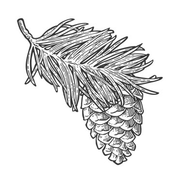 Çam kozalağı ve köknar ağacı dalı. Vektör vintage illüstrasyon oyma siyah.