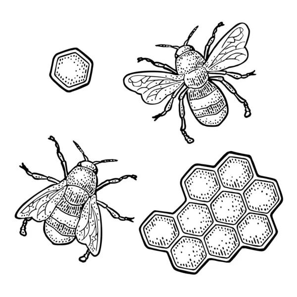 Honigwabe und Biene. Gravur Vektor schwarz Illustration — Stockvektor