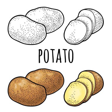 Patates bütün ve dilimle. Vector oyma vintage renk ve siyah çizim. Beyaz arkaplanda izole.