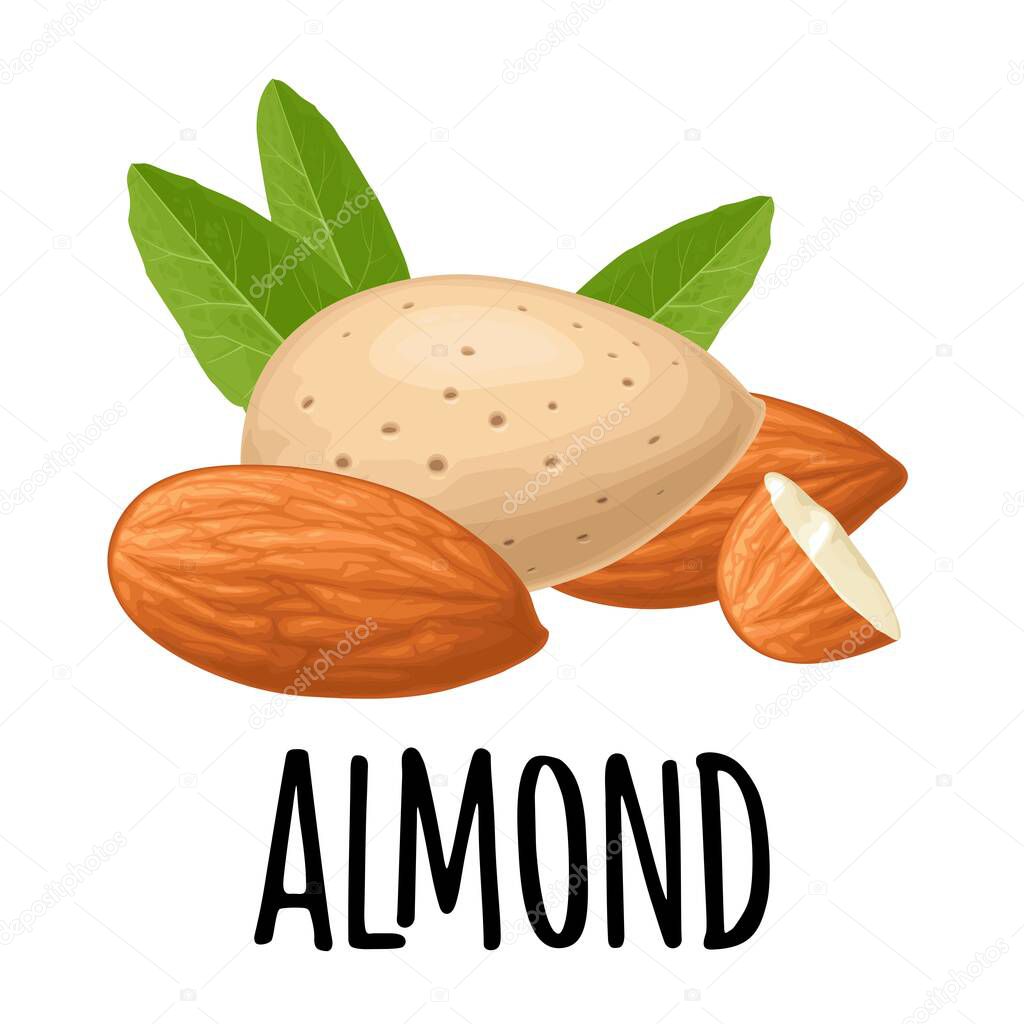 Handwriting lettering almond. Set whole and half nut seed with green leaves. Vector color realistic illustration. Isolated on white background.