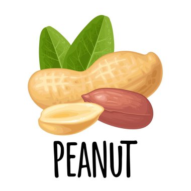 Yeşil yapraklı yarım fındık tohumu. Vektör rengi gerçekçi illüstrasyon. Beyaz arka planda izole edilmiş. El yazısı, yer fıstığı.