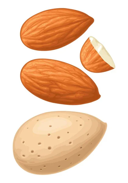 Almond Closeup Kacang Dalam Shell Ilustrasi Realistis Warna Vektor Terisolasi - Stok Vektor