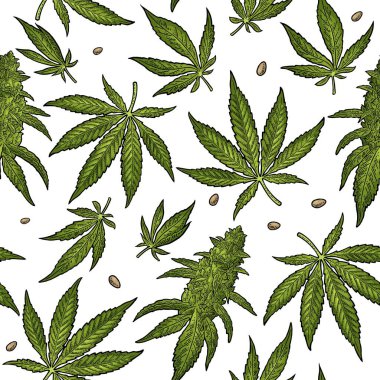 Marihuana yaprağıyla kusursuz desen. El çizimi element kenevir. Etiket, poster ve web için klasik renk vektör oymacılığı. Beyaz arkaplanda izole