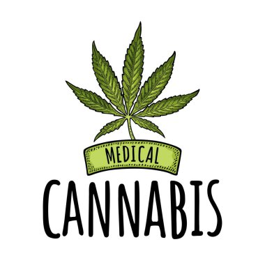 Beyaz arka planda izole edilmiş marihuana yaprağı. Etiket, poster ve web için klasik renk vektör oymacılığı. Tıbbi kenevir el yazısı.