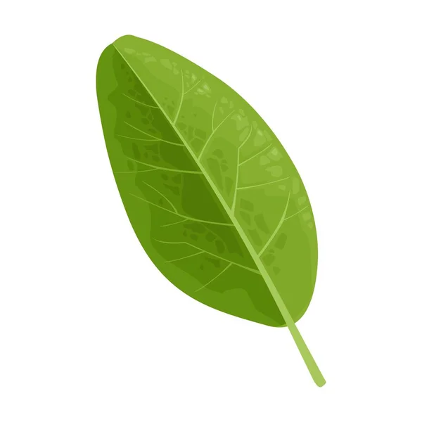 Groen Blad Vector Kleur Realistische Illustratie Geïsoleerd Witte Achtergrond — Stockvector