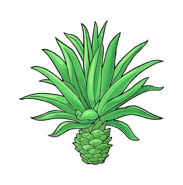 Kaktusově Modrý Agave Barevná Vektorová Ilustrace Pro Štítek Plakát Izolováno — Stockový vektor
