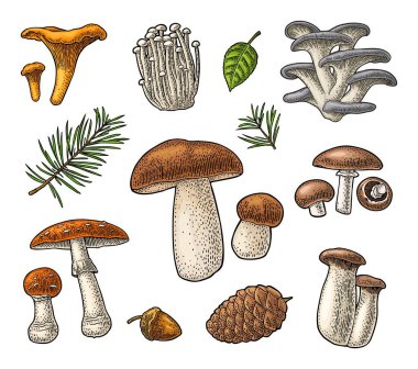 Mantar koy. Chanterelle, boletus, istiridye, amanita, eryngi, şampiyon. Vector vintage oymalı resimleme. Beyazda izole edilmiş