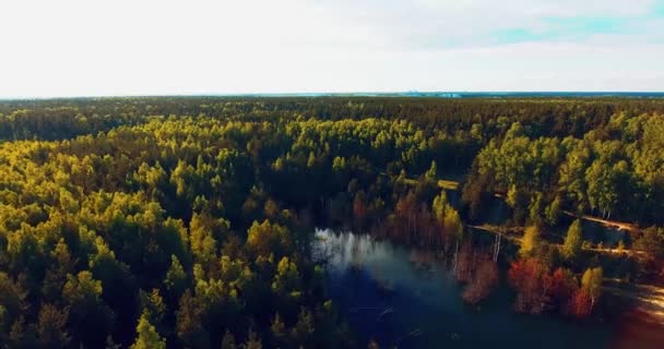 Vista aerea della colorata foresta autunnale. Guarda in basso sulla foresta autunnale. Guardando giù su alberi incredibilmente belli colorati autunno . — Video Stock