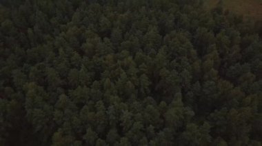4K antenli güzel yeşil bir ormanın üzerinde uçmak kırsal bir alanda,