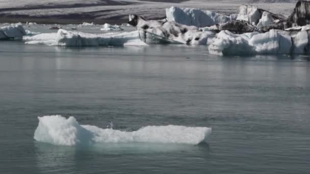 Antarctica drijvende zee ijs gletsjers ijsbergen — Stockvideo