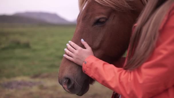 Mladá žena hladí koně na Islandu — Stock video