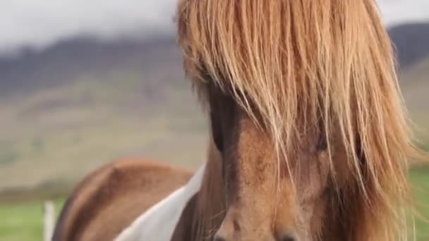 Gros plan panoramique du visage du cheval islandais — Video