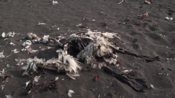El joven Swan murió. Ave muerta en la playa — Vídeos de Stock