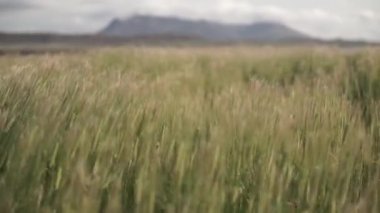 yabani otlar rüzgarda.