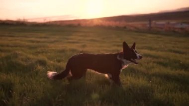 Oldukça komik köpek. Genç Alman çoban bir oyuncak çalıştırmak için sabırsızlıkla bekliyor. Yeşil park güzel güneşli bir arka planı. Yürüyüş ve bir köpekle oynamayı.