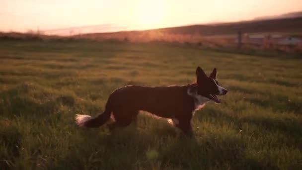 Perro bastante divertido. Joven pastor alemán esperando con impaciencia para ejecutar un juguete. En el fondo del parque verde en un hermoso día soleado. Pasear y jugar con un perro . — Vídeo de stock